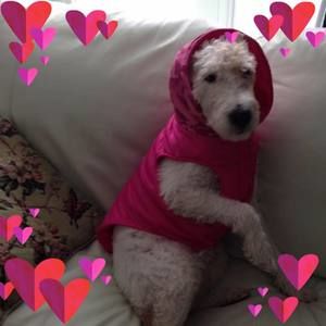 Meet your Posher, Suzanne